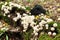 Fresh puffballs in a forest