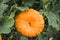 Fresh Pumpkin in the field. Beautiful pumpkin growing in field