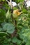 Fresh pumpkin flowers