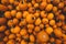 Fresh pumpkins background. Halloween and Thanksgiving