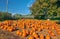 Fresh pumpkins on farm field