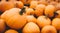 Fresh pumpkins in a pile. Halloween and Thanksgiving