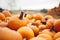 Fresh pumpkins in a pile. Halloween and Thanksgiving