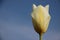 Fresh And Pure Morning Dew On White Tulips Corolla