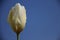 Fresh And Pure Natural.  Morning Dew On White Tulips Corolla