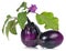 Fresh purple aubergines