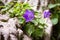 Fresh, purple bell flowers grown between rocks, high on a mountain trail