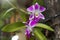 Fresh Purple Dendrobium orchids blurred background nature light