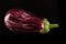 Fresh purple eggplant with waterdrops