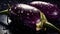 Fresh purple eggplants on a black background with water drops