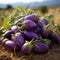 Fresh purple eggplants on the field. Selective focus