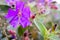 Fresh Purple Flower in Lake Toba
