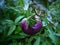 Fresh Purple Fruits Solanum Melongena In The Plant Field