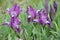 Fresh purple garden irises closeup on green grass background