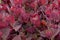 Fresh purple Garden Orache, Atriplex hortensis or French spinach, loboda