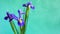 Fresh purple iris flowers on green background