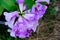 Fresh purple mansoa alliacea blooming and buds vine flower outdoor in botanic garden