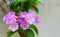 Fresh purple mansoa alliacea blooming and buds vine flower outdoor in botanic garden. cement raw wall background soft petal in flo