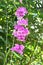 Fresh purple mansoa alliacea bloominggarlic flower buds vine flower outdoor in botanic garden