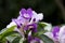 Fresh purple mansoa alliacea group blooming and buds vine flower outdoor in botanic garden