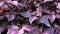 Fresh purple perilla plant