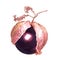 Fresh purple tomatillo in a husk, watercolor illustration on white