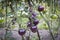 Fresh purple tomato on a branch. The concept of organic food. Close up