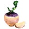 Fresh purple turnip with slice, vegetable isolated, watercolor illustration on white