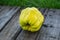 Fresh quince fruits on wooden table. Still life of food. Exotic fruits. Autumn harvest. Weird fruit. Strange fruit. Weird form.