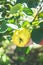 Fresh quince fruits on wooden table. Still life of food. Exotic fruits. Autumn harvest. Weird fruit. Strange fruit. Weird form.