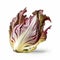 Fresh Radicchio photo white background