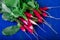 Fresh radish on blue background. Top view. Bunch of small radishes.
