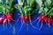 Fresh radish on blue background. Top view. Three bunches of small radishes.