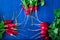 Fresh radish on blue background. Top view. Three bunches of small radishes.