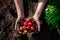 Fresh radish in farmer hands