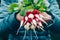 Fresh radish. Farmers hands holding harvested organic bunch of radishes