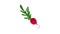 Fresh radish icon animation