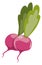 Fresh radish icon. Cartoon salad spring vegetable