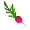 Fresh radish icon, cartoon style