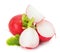 Fresh radish isolated on the white background