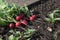 Fresh radish lies on the edge of the garden bed in the garden just picked.