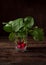 Fresh radish with tops on a dark rustic background