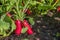 Fresh radish vegetables harvest crop in the garden outdoors