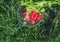 Fresh radish vegetables harvest crop water washing in the garden