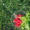 Fresh radish vegetables harvest crop water washing in the garden