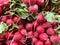Fresh Radishes are an edible root vegetable with a pungent taste