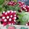 Fresh radishes on the market of lyon