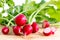 Fresh radishes, Raphanus sativus, on wooden plate