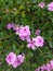 Fresh Rain-Kissed Pink Periwinkle Flower