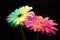 Fresh rainbow gerbera flowers on black